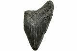 Partial Megalodon Tooth #194068-1